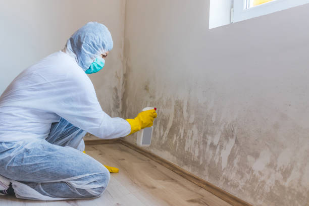 Licensed Mold Remediation service in Barco, NC - WQB Mold Removal